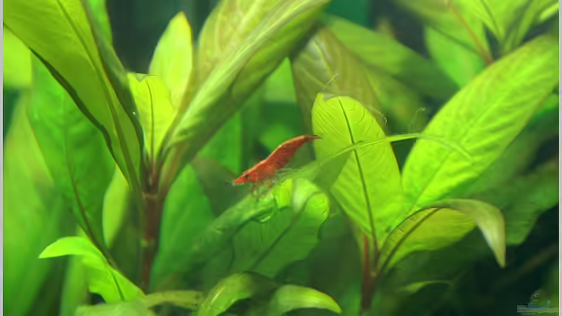 Besatz im Aquarium Home of RedFire 40 von Christian Zwick (18)