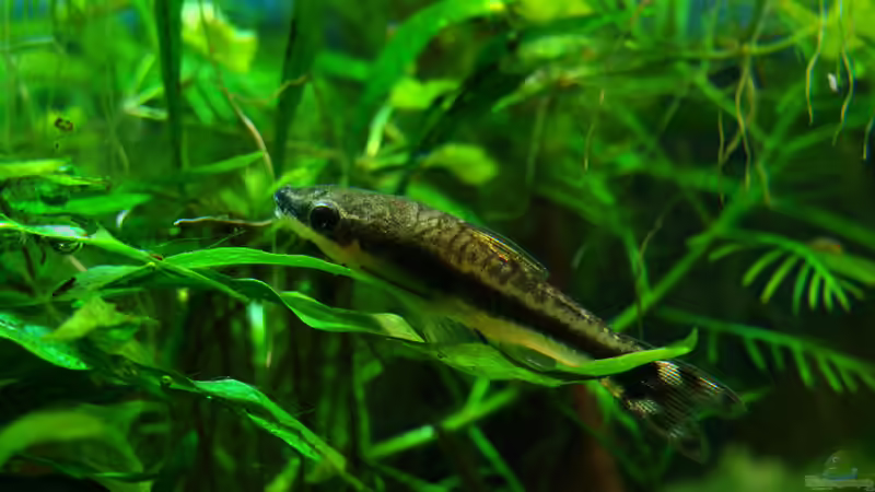 Besatz im Aquarium Home of the Abandoned von Lukas &gt;&lt;°&gt; (14)