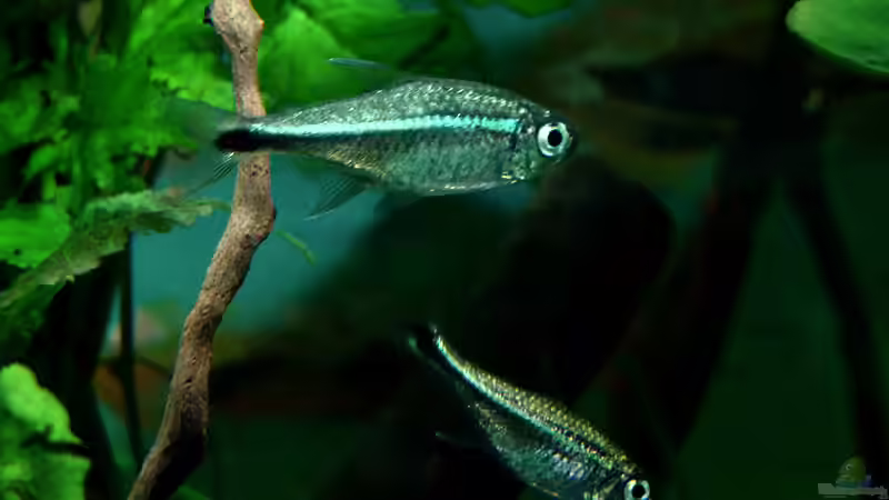 Besatz im Aquarium Home of the Abandoned von Lukas &gt;&lt;°&gt; (17)