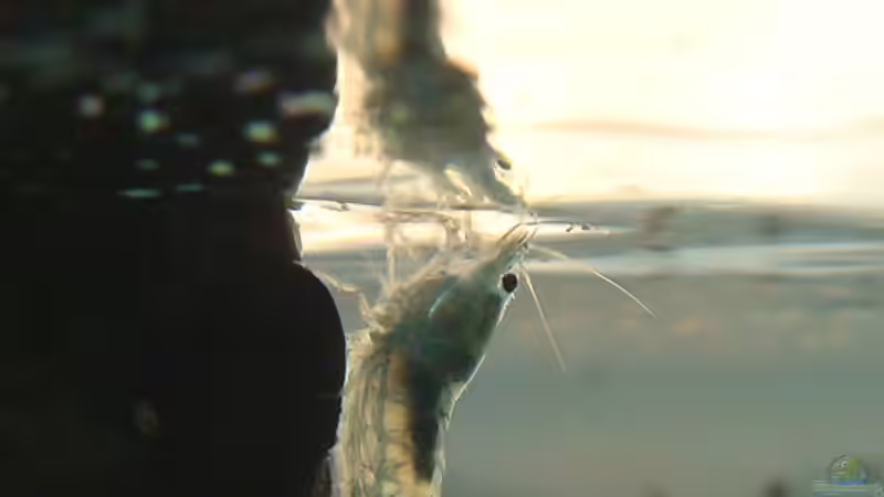 Besatz im Aquarium Home of the Abandoned von Lukas &gt;&lt;°&gt; (21)