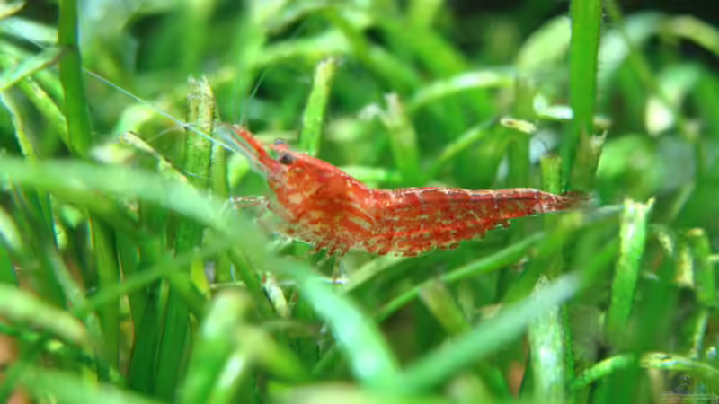 Besatz im Aquarium Home of the Abandoned von Lukas &gt;&lt;°&gt; (25)