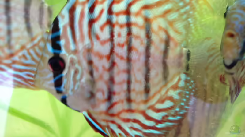 Besatz im Aquarium Home sweet Diskushome (aufgelöst) von Tooooni (27)