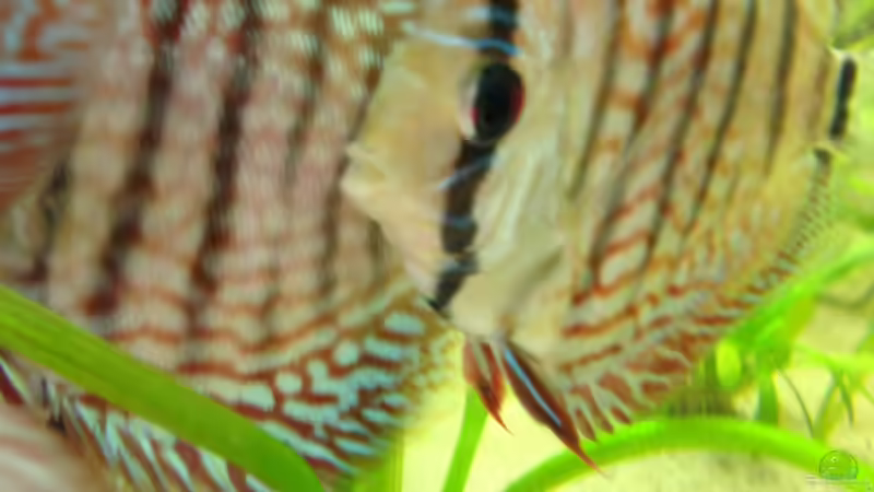 Besatz im Aquarium Home sweet Diskushome (aufgelöst) von Tooooni (28)