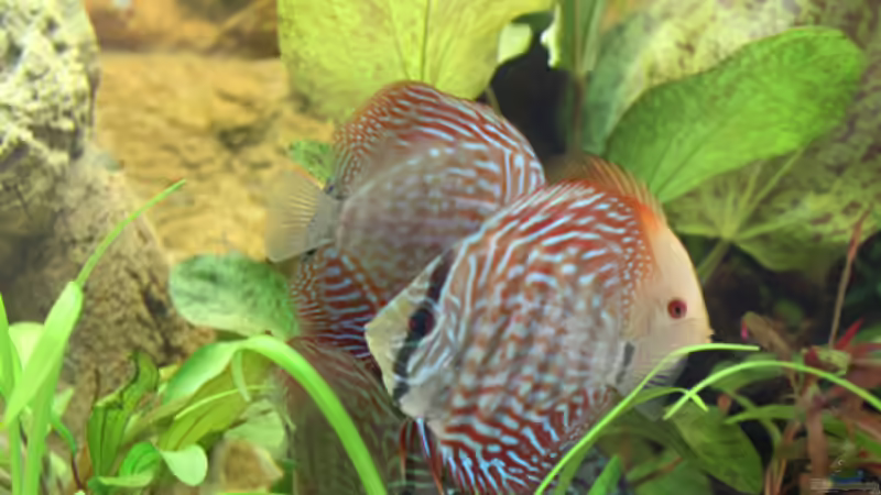 Besatz im Aquarium Home sweet Diskushome (aufgelöst) von Tooooni (29)