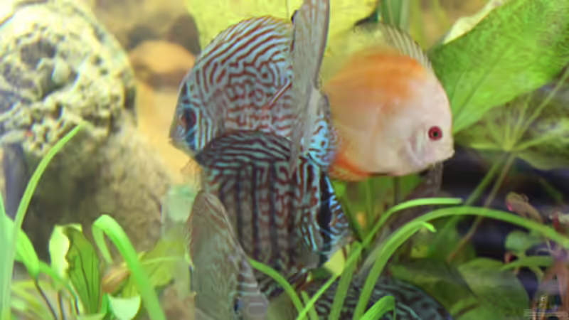 Besatz im Aquarium Home sweet Diskushome (aufgelöst) von Tooooni (30)