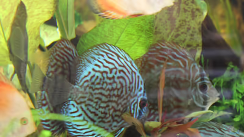Besatz im Aquarium Home sweet Diskushome (aufgelöst) von Tooooni (31)