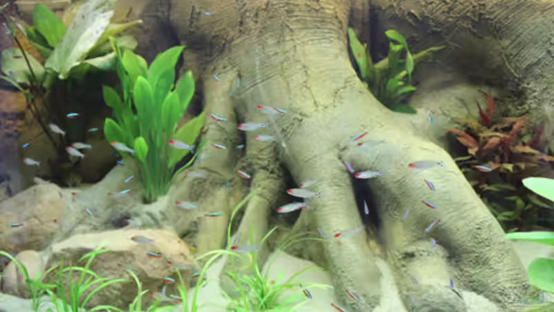 Besatz im Aquarium Home sweet Diskushome (aufgelöst) von Tooooni (33)