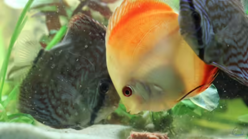 Besatz im Aquarium Home sweet Diskushome (aufgelöst) von Tooooni (34)