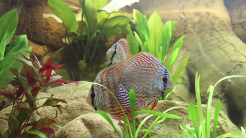 Besatz im Aquarium Home sweet Diskushome (aufgelöst) von Tooooni (35)