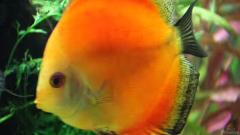 Besatz im Aquarium Home sweet Diskushome (aufgelöst) von Tooooni (37)