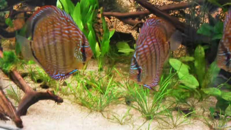 Besatz im Aquarium Home sweet home von Tommy Schubert (19)