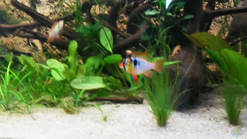 Besatz im Aquarium Home sweet home von Tommy Schubert (21)