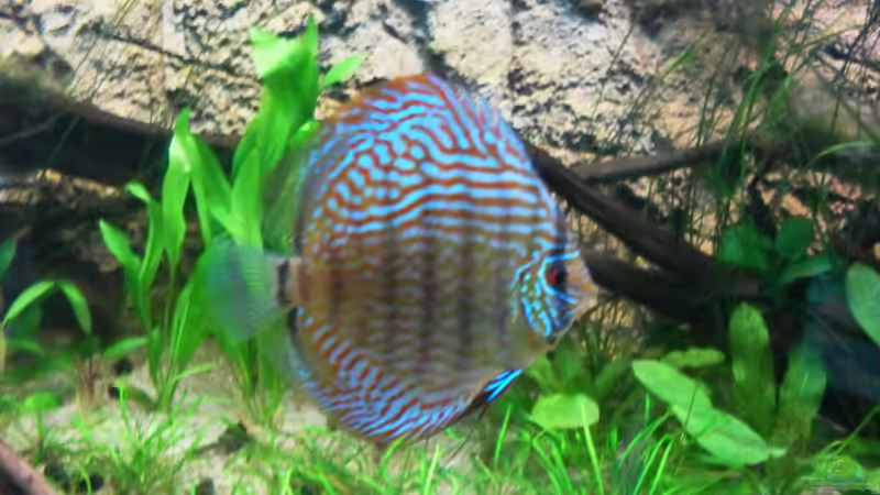 Besatz im Aquarium Home sweet home von Tommy Schubert (22)