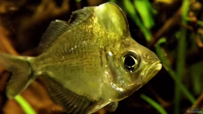 Besatz im Aquarium Humphead und Killis Home -ist Verkauft----- von snooze (26)