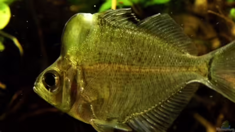 Besatz im Aquarium Humphead und Killis Home -ist Verkauft----- von snooze (31)