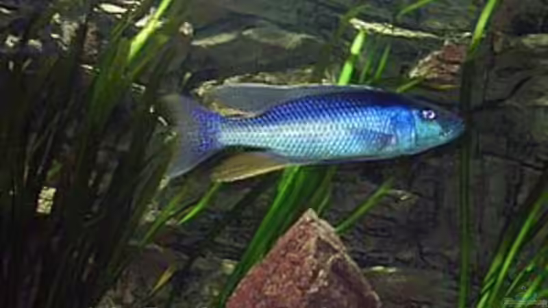 Besatz im Aquarium Hunters of Malawi (aufgelöst) von Jürgen Herb (29)