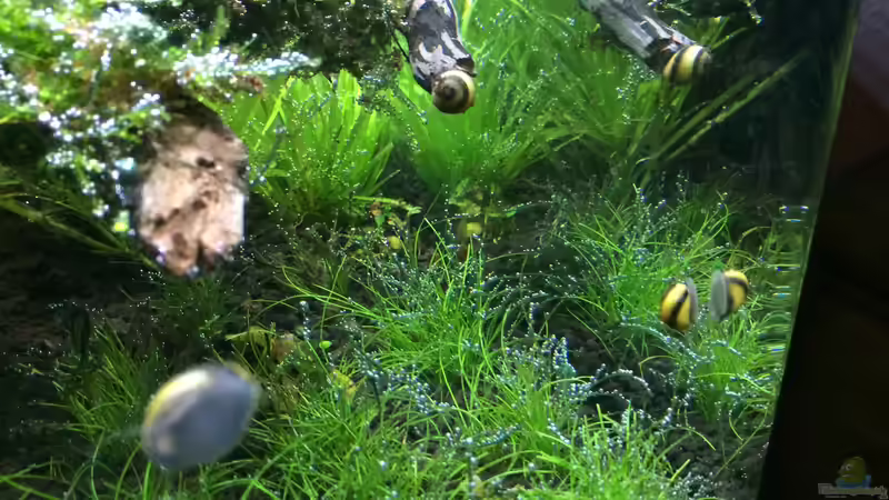 Besatz im Aquarium i love leaves ! von Ayahuasca (173)