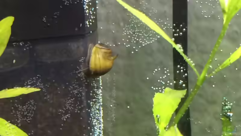 Besatz im Aquarium i love leaves ! von Ayahuasca (174)