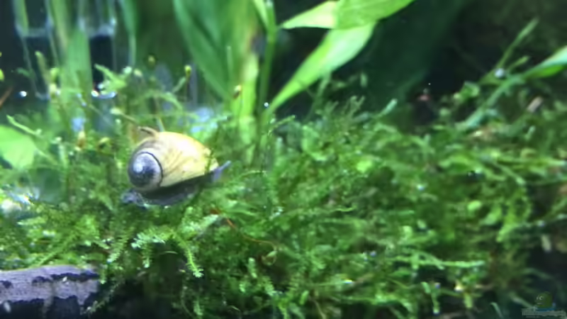 Besatz im Aquarium i love leaves ! von Ayahuasca (175)