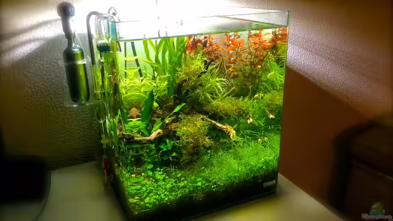 Besatz im Aquarium i love leaves ! von Ayahuasca (177)