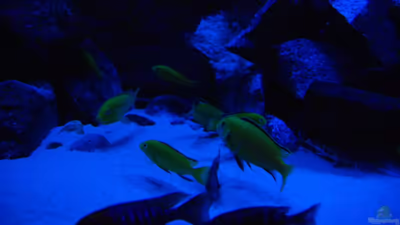 Besatz im Aquarium i love stones ;) Aufgelöst von Ayahuasca (13)