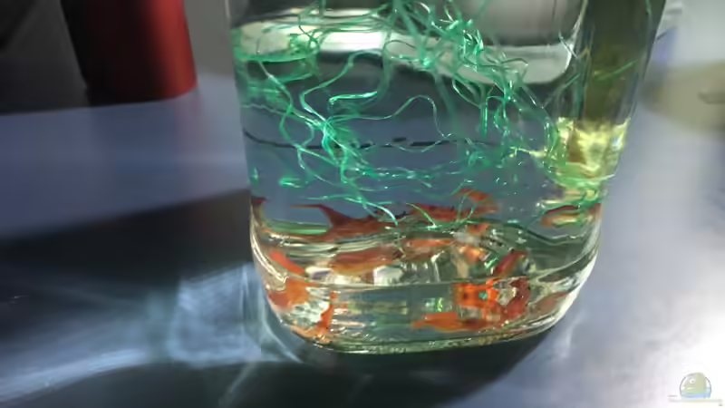 Besatz im Aquarium i love stones, again ! von Ayahuasca (22)