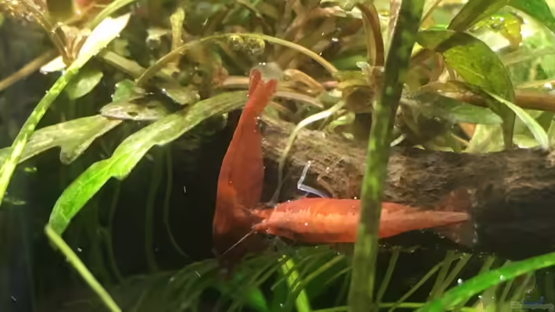 Besatz im Aquarium i love stones, again ! von Ayahuasca (23)