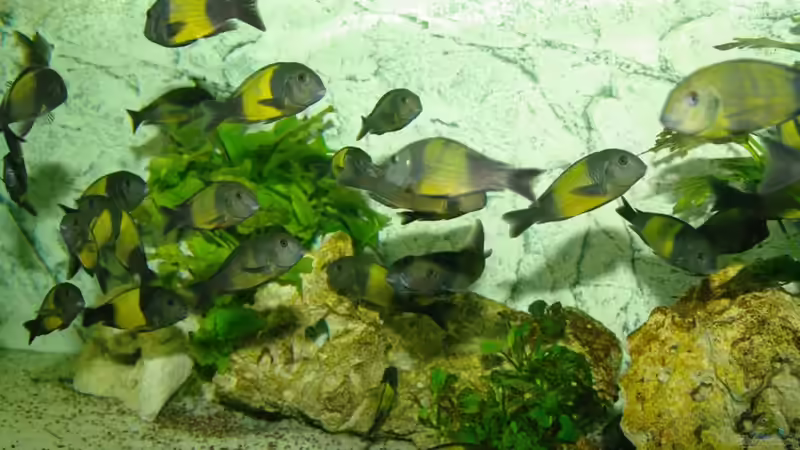 Besatz im Aquarium Ikola - Becken Nur noch als Beispiel von Ikolaner (18)