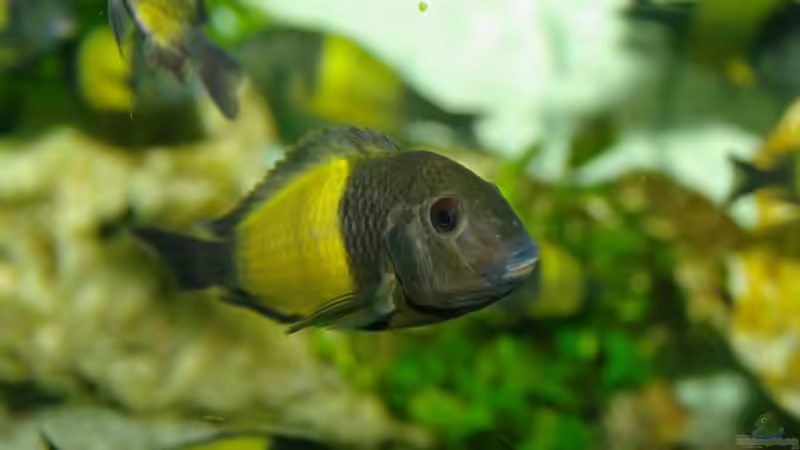 Besatz im Aquarium Ikola - Becken Nur noch als Beispiel von Ikolaner (19)