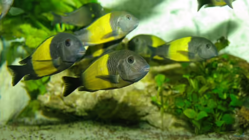 Besatz im Aquarium Ikola - Becken Nur noch als Beispiel von Ikolaner (20)