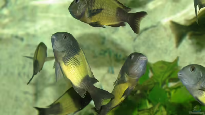 Besatz im Aquarium Ikola - Becken Nur noch als Beispiel von Ikolaner (25)