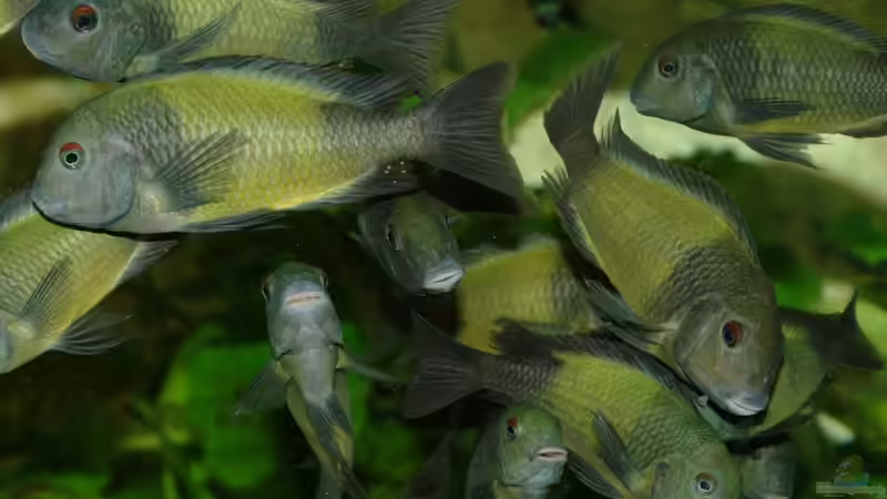 Besatz im Aquarium Ikola - Becken Nur noch als Beispiel von Ikolaner (26)