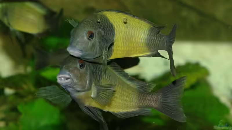 Besatz im Aquarium Ikola - Becken Nur noch als Beispiel von Ikolaner (27)