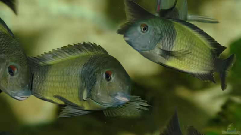 Besatz im Aquarium Ikola - Becken Nur noch als Beispiel von Ikolaner (28)