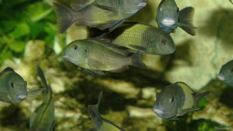 Besatz im Aquarium Ikola - Becken Nur noch als Beispiel von Ikolaner (29)