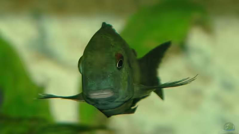 Besatz im Aquarium Ikola - Becken Nur noch als Beispiel von Ikolaner (30)