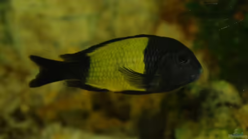 Besatz im Aquarium Ikola - Becken Nur noch als Beispiel von Ikolaner (31)