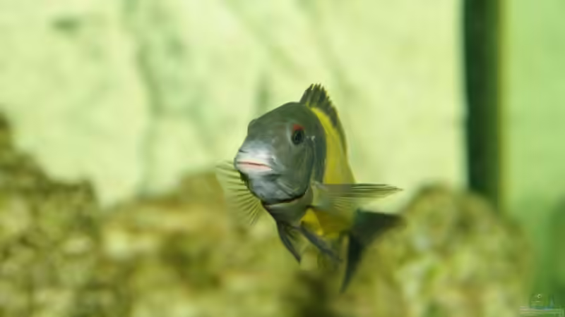 Besatz im Aquarium Ikola - Becken Nur noch als Beispiel von Ikolaner (32)