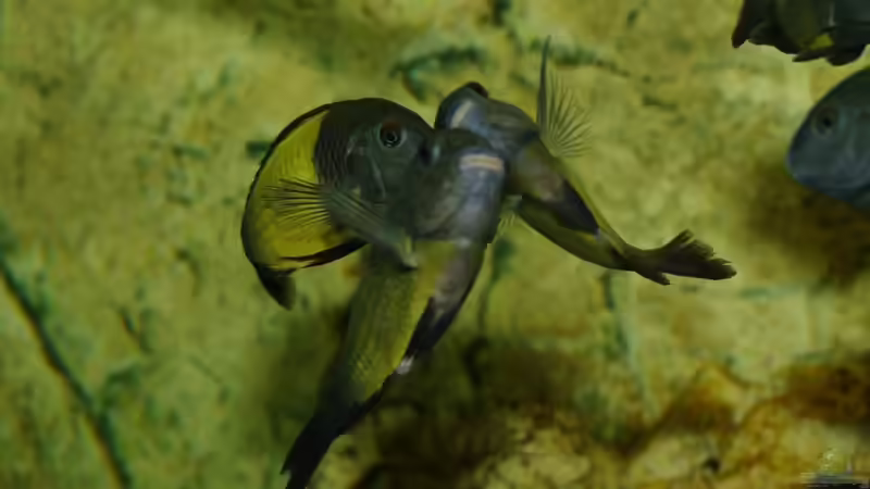 Besatz im Aquarium Ikola - Becken Nur noch als Beispiel von Ikolaner (33)