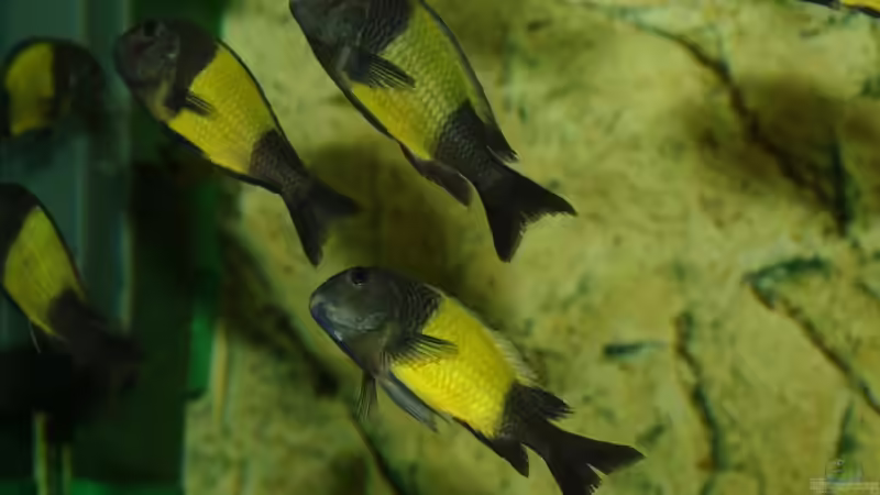 Besatz im Aquarium Ikola - Becken Nur noch als Beispiel von Ikolaner (34)