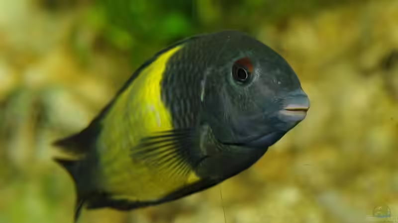 Besatz im Aquarium Ikola - Becken Nur noch als Beispiel von Ikolaner (35)