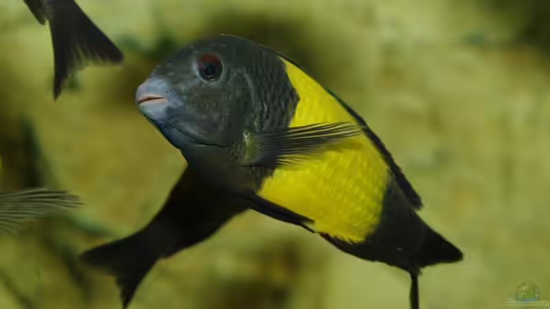 Besatz im Aquarium Ikola - Becken Nur noch als Beispiel von Ikolaner (36)