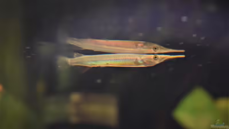 Besatz im Aquarium Im Reich der Halbschnäbler und Pferdekopfschmerlen von Junglist (37)