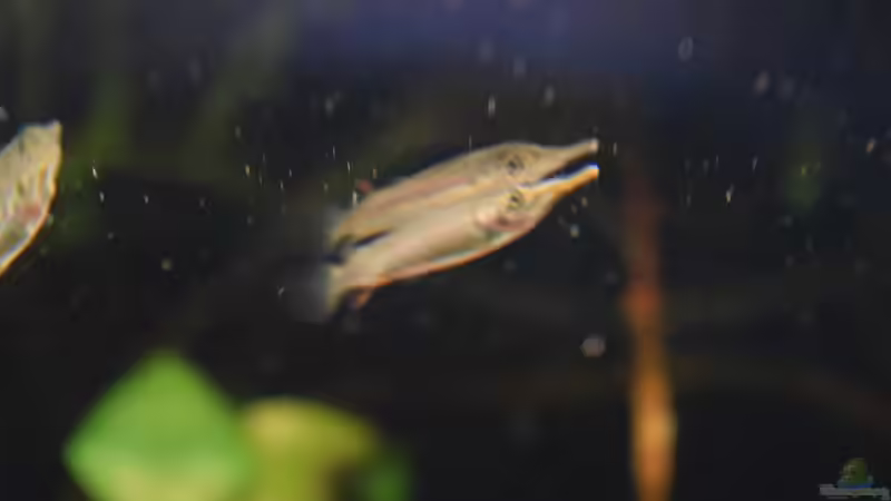 Besatz im Aquarium Im Reich der Halbschnäbler und Pferdekopfschmerlen von Junglist (38)