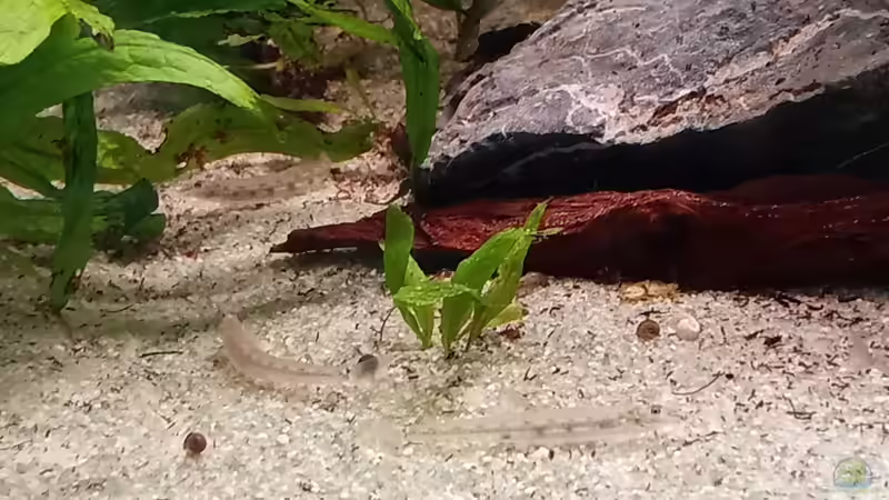 Besatz im Aquarium Im Reich der Halbschnäbler und Pferdekopfschmerlen von Junglist (40)