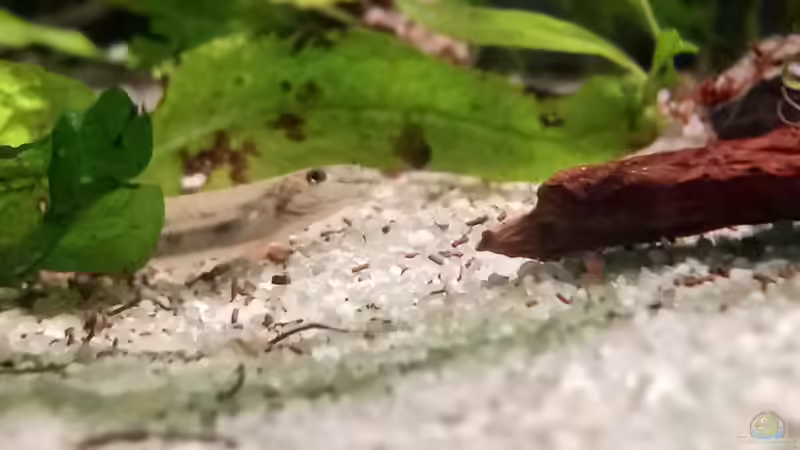 Besatz im Aquarium Im Reich der Halbschnäbler und Pferdekopfschmerlen von Junglist (41)