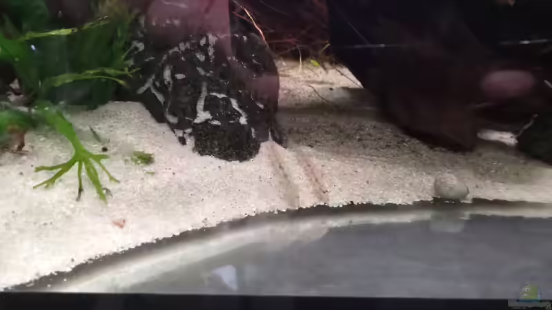 Besatz im Aquarium Im Reich der Halbschnäbler und Pferdekopfschmerlen von Junglist (42)