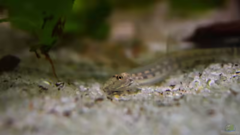 Besatz im Aquarium Im Reich der Halbschnäbler und Pferdekopfschmerlen von Junglist (43)