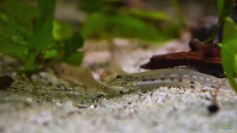 Besatz im Aquarium Im Reich der Halbschnäbler und Pferdekopfschmerlen von Junglist (44)