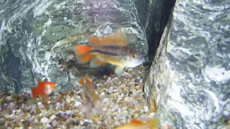 Besatz im Aquarium im Wohnzimmer von ak1982 (10)